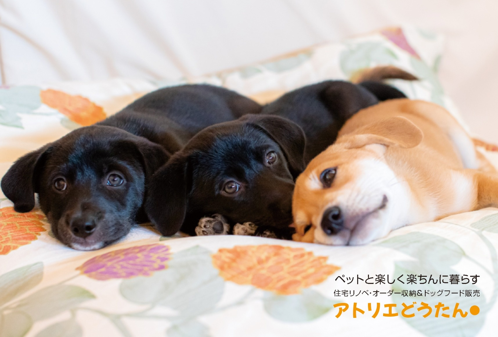 アトリエどうたん◯様 店舗オープン用ツール(チラシ・看板など)の制作のイメージ